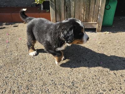 IKC Registered (pending) Bernese Mountain Dog puppies in Dublin