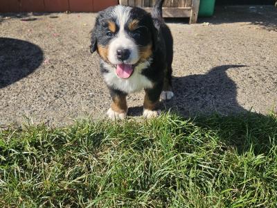 IKC Registered (pending) Bernese Mountain Dog puppies in Dublin