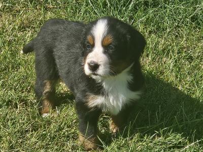 IKC Registered (pending) Bernese Mountain Dog puppies in Dublin