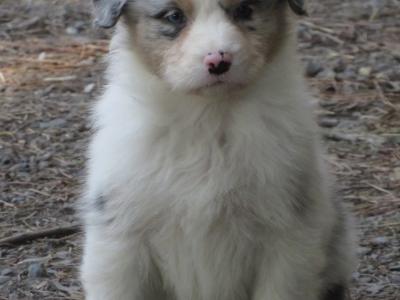 Red Merle female Australian Shepherd puppy in Waterford
