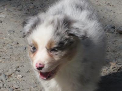 Red Merle female Australian Shepherd puppy in Waterford