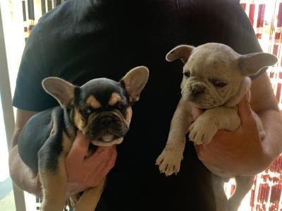 2 male French Bulldog puppies in Dublin
