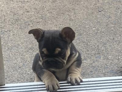 2 male French Bulldog puppies in Dublin