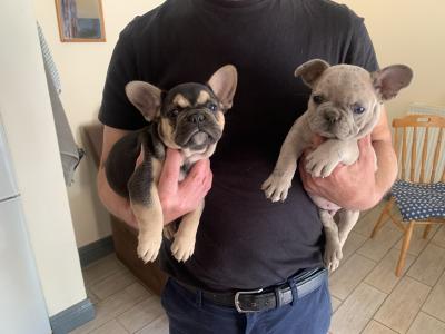 2 male French Bulldog puppies in Dublin