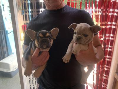 2 male French Bulldog puppies in Dublin