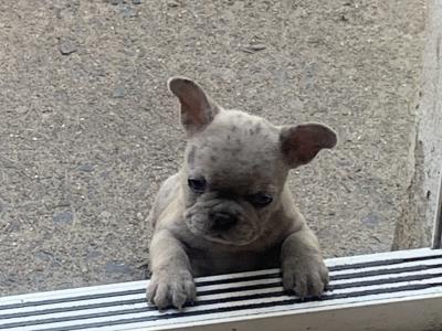 2 male French Bulldog puppies in Dublin