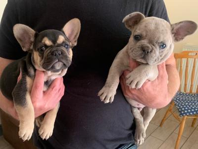 2 male French Bulldog puppies in Dublin