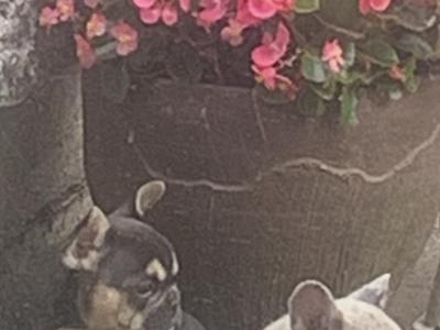 2 male French Bulldog puppies in Dublin