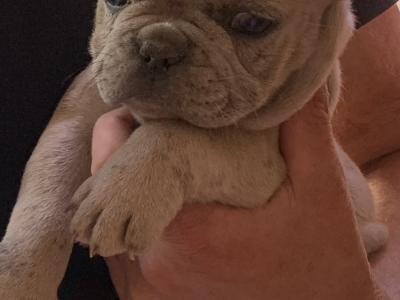 2 male French Bulldog puppies in Dublin