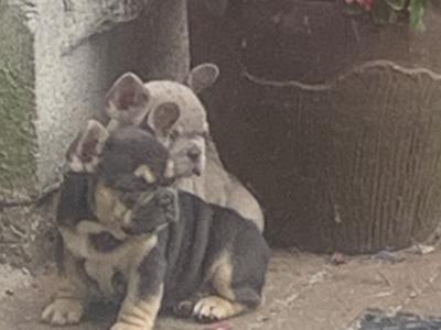 2 male French Bulldog puppies in Dublin