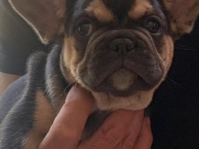 2 male French Bulldog puppies in Dublin