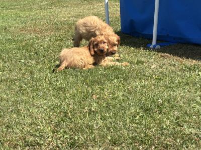 Cockapoo puppies 💙🐾 in Carlow