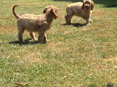 Cockapoo puppies 💙🐾 in Carlow