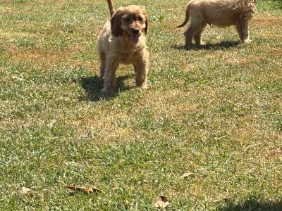 Cockapoo puppies 💙🐾 in Carlow