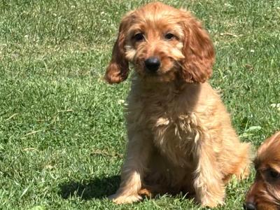 Cockapoo puppies 💙🐾 in Carlow