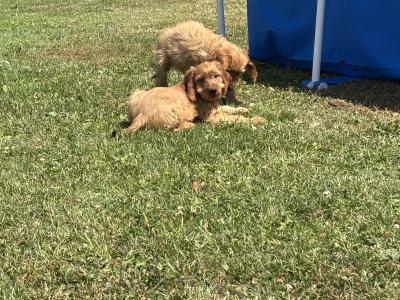 Cockapoo puppies 💙🐾 in Carlow