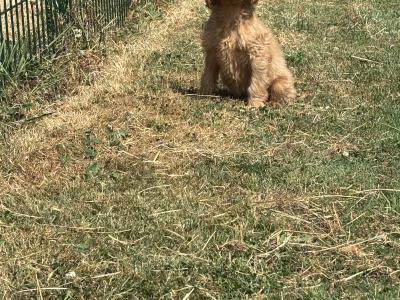 Cockapoo puppies 💙🐾 in Carlow