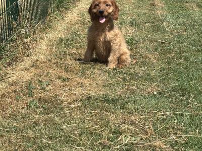 Cockapoo puppies 💙🐾 in Carlow