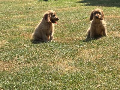 Cockapoo puppies 💙🐾 in Carlow