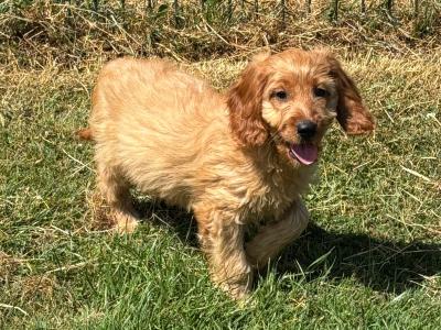 Cockapoo puppies 💙🐾 in Carlow