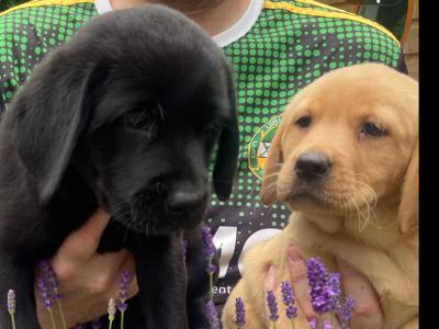 Quality Chunky Black Labrador puppies in Offaly