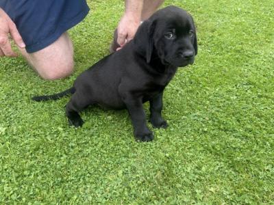 Quality Chunky Black Labrador puppies in Offaly