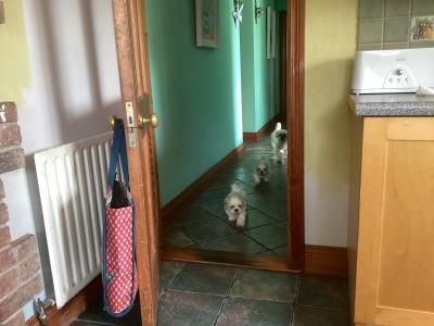 Purebred Shih Tzu puppies in Wicklow