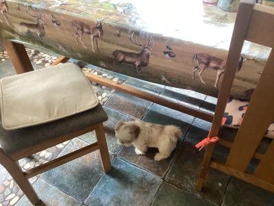 Purebred Shih Tzu puppies in Wicklow