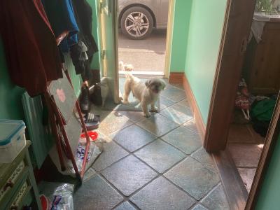 Purebred Shih Tzu puppies in Wicklow