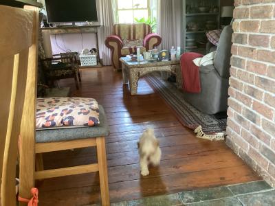 Purebred Shih Tzu puppies in Wicklow