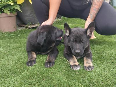 IGP national champion🇮🇪 IKC Registered Straigh Back German Shepherd Intelligent puppies