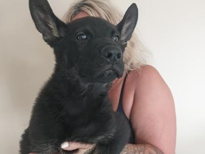 IGP national champion🇮🇪 IKC Registered Straigh Back German Shepherd Intelligent puppies