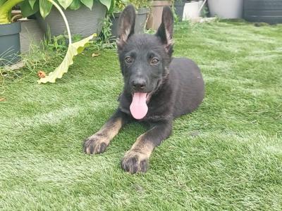 IGP national champion🇮🇪 IKC Registered Straigh Back German Shepherd Intelligent puppies