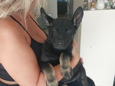 IGP national champion🇮🇪 IKC Registered Straigh Back German Shepherd Intelligent puppies