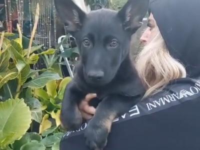 IGP national champion🇮🇪 IKC Registered Straigh Back German Shepherd Intelligent puppies