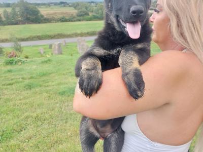 IGP national champion🇮🇪 IKC Registered Straigh Back German Shepherd Intelligent puppies