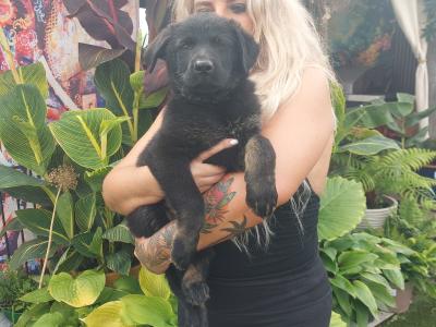 IGP national champion🇮🇪 IKC Registered Straigh Back German Shepherd Intelligent puppies