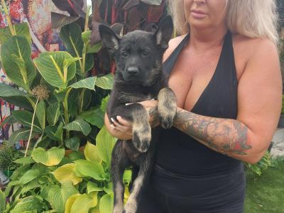 IGP national champion🇮🇪 IKC Registered Straigh Back German Shepherd Intelligent puppies
