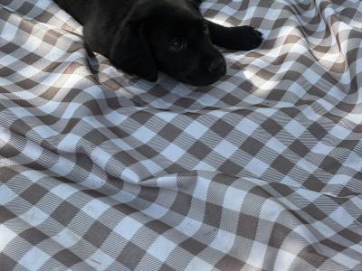 Labradoodle puppies in Laois
