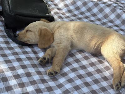 Labradoodle puppies in Laois