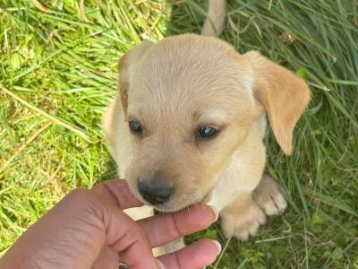 Labradoodle puppies in Laois