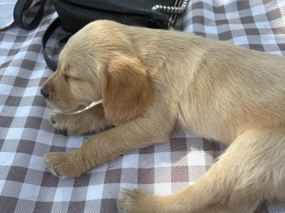 Labradoodle puppies in Laois