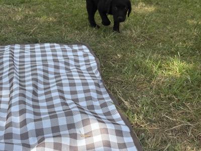 Labradoodle puppies in Laois