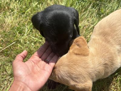 Labradoodle puppies in Laois