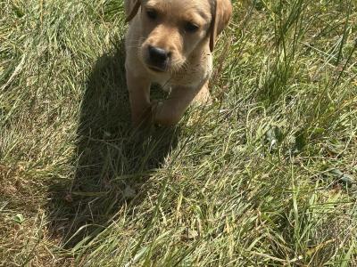 Labradoodle puppies in Laois