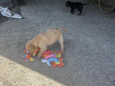 Labradoodle puppies in Laois