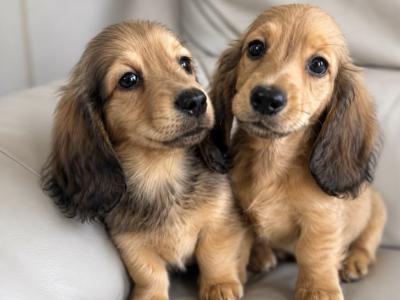 2 beautiful long haired Dachshund puppies in Monaghan. Price €1495