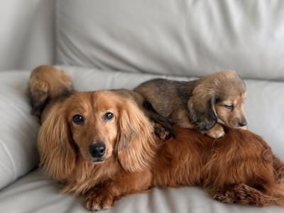 2 beautiful long haired Dachshund puppies in Monaghan. Price €1495