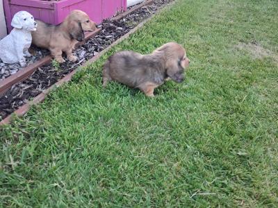 2 beautiful long haired Dachshund puppies in Monaghan. Price €1495