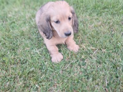 2 beautiful long haired Dachshund puppies in Monaghan. Price €1495